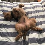 fiona neilson - @angus_the_welshie - Instagram