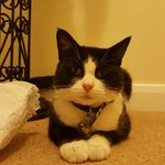 Fiona Neilson - @therainbowfrog - Instagram