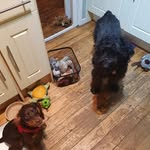fionaoldham73 - @rescue_and_cocker - Instagram