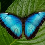 Fiona Oliver - Facebook