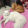 😻Oliver & Fiona😻 - @oliverfiona - TikTok