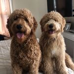 Fiona&Palmer- Dynamic Dood Duo - @fiona_and_palmer - Instagram