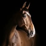 Fiona Payne - @fpshowjumping - Instagram
