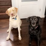 Fiona and Phoenix🐶🐾 - @fiona.phoenix.fett - Instagram