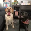 Fiona and Phoenix - @fiona.phoenix.fett - TikTok
