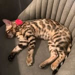 Fiona Elle & baby bro Phoenix Snow - @fionathebengalprincess - Instagram