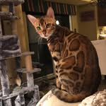 Phoenix Fiona - @the_bengal_phoenix_fiona - Instagram