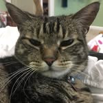 Fiona Pierce - @fiona_the_tabby_cat - Instagram