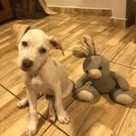 Fiona Pitbullzinha fofa - @fiona_pittfofa - Instagram