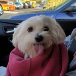 Fiona - @fionapostthemaltese - Instagram