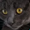 fifi - @fiona_powers - TikTok