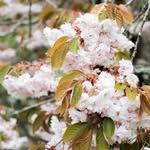 Fiona Prentice - @growingbettergarden - Instagram