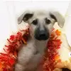 Fiona - @fionapuppy - TikTok
