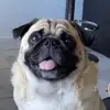 Fionita - @fionapuggy - TikTok