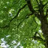 FiFi_32 - @fionapurcell5 - TikTok