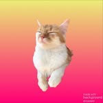 𝐅𝐢𝐨𝐧𝐚 𝐐𝐮𝐞𝐞𝐧🧡 - @fiona.the.cat.queen - Instagram