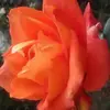 fiona arsekin - @fionaqueen - TikTok