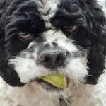 fiona raynor - @fufurayy - Instagram