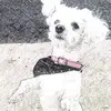 Fiona Ritchie658 - @fionaritchie1 - TikTok