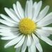 Fiona Rogers Homeopathy - Facebook