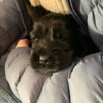 Fiona Roy - @fionaroy1234 - Instagram