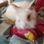 Fiona Schmidt - @fionaschmidt4488 - Instagram