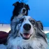 Schmidt and Fiona - @schmidtandfiona - TikTok
