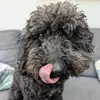 Fiona - @shackleton75 - TikTok