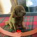 Fiona Shackleton - Facebook