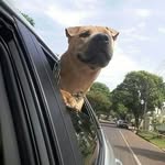 fiona_sharpei_dog - @fiona_sharpei_dog - Instagram
