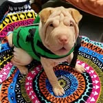 Fiona Ting - @fiona_sharpei_pup - Instagram