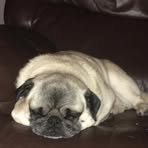 Fiona Sheppard - Facebook