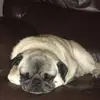 fionasheppard890 - @fionasheppard890 - TikTok