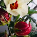 Fiona soh - @fioleesoh - Instagram