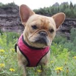 Fiona Denice Stokes - @fiona_the_frenchbulldog - Instagram