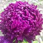 Fiona Strachan - @fionagrowsflowers - Instagram