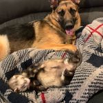 Fiona Pancake & Stuart - @fiona_stuart_bff - Instagram