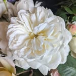 Fiona Stuart - @musingsofadistractedmind - Instagram
