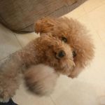 Fiona Sung - @snl_zero - Instagram