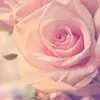 Fiona Tang - @fiona.tang69 - TikTok
