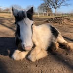 Bella - @tinker_pony_fiona - Instagram