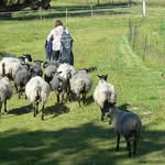 Fiona Townsend - @strathbogieft - Instagram