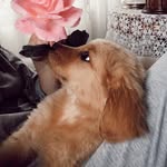 Fiona Vasquez - @fithegolden - Instagram