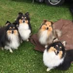 Fiona Waller - @inesdog - Instagram