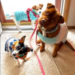 DeLuvPups=Olive&Fiona+Walter - @deluvpups - Instagram