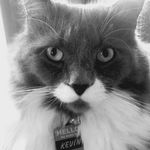 Fiona Warren - @corporate_litterbox - Instagram