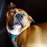Fiona Watt - @wattpupp - Instagram
