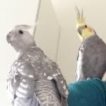 Einstein And Fiona - @birdsworld01 - Instagram