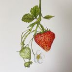 Fiona Wheeler SBA - Botanical Artist - Facebook