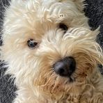 Fiona Wilkinson - Facebook